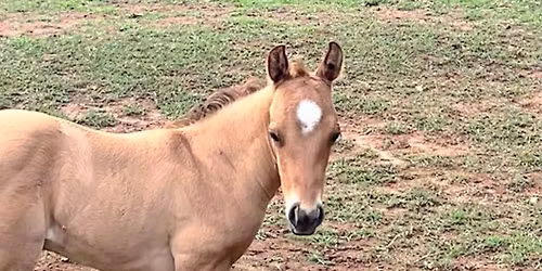 Horse camp - week 4