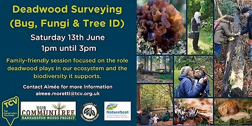 TCV Deadwood Survey (Bug, Fungi & Tree ID)
