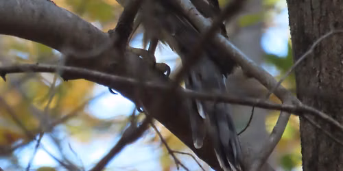 Bird Walk