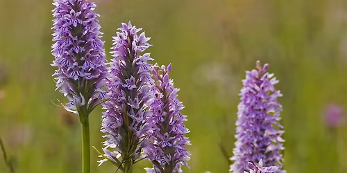 Introduction to Wildflowers with Matt Jackson