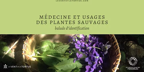 M\u00e9decine et usages des plantes sauvages : balade d'identification