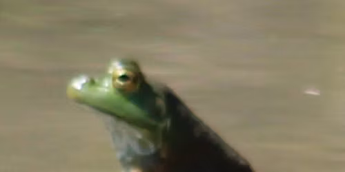 NTMN November Chapter Meeting- Herping the Metroplex