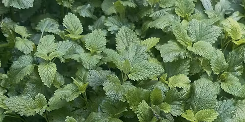 The Magic + Power of Mint (an Herbal Garden Class in SF)