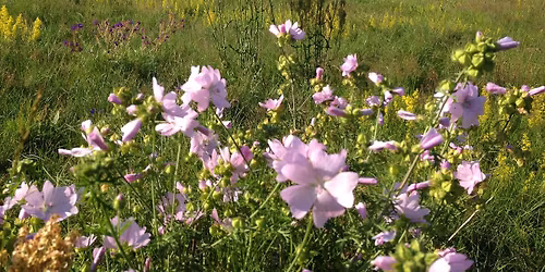 \u00c5rsst\u00e4mma Flyingebygden Tillsammans