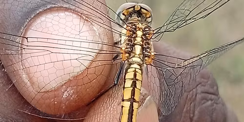 A wildlife experience 