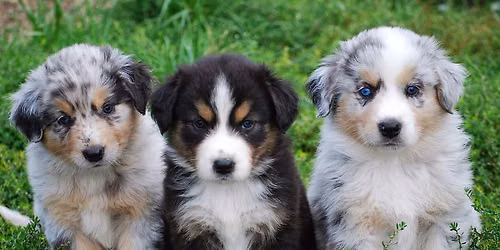 September 2026 Puppy PREP Class