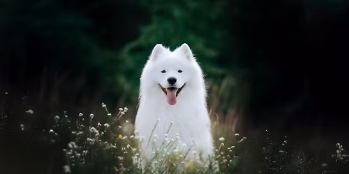 Top Dog Film Festival 2026