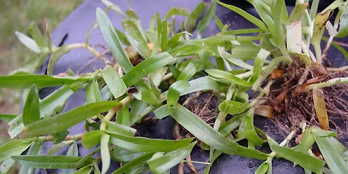 1-7-2026  W**d control in the lawn and landscape