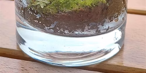 BETA WORKSHOP: Live Mossarium\/Miniature Fairy Garden @ Winifred Grace