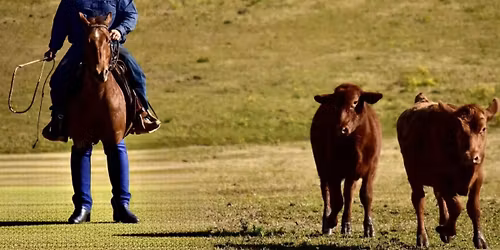 FFH Xmas Party- Cattle Clinic & BBQ 