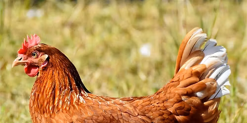 Introduction to Backyard Chickens