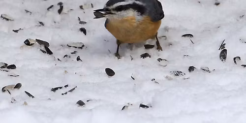 Audubon Christmas Bird Count in Bonner County: Why It Matters