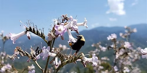 Exciting times for US bee conservation