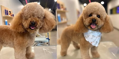 Well Groomed Pets Davie Grand opening
