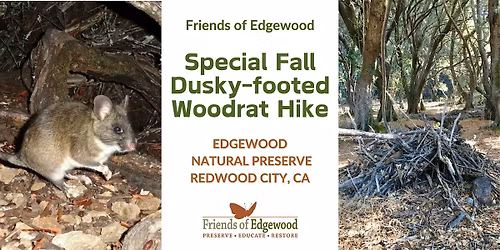 Special Dusky-footed Woodrat Hike at Edgewood