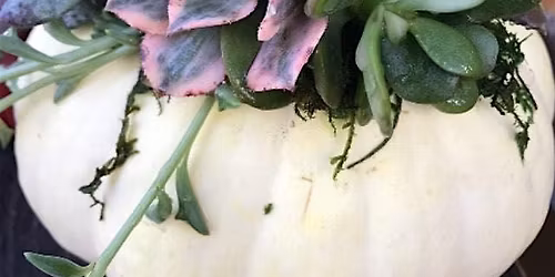Succulent Pumpkin Workshop October 11th10AM