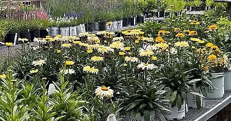 Awesome Perennials For Your Yard