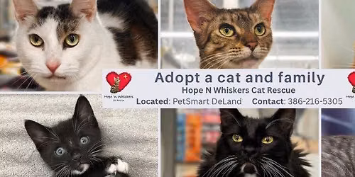 Hope N Whiskers Cat Adoption Event - WEEKLY