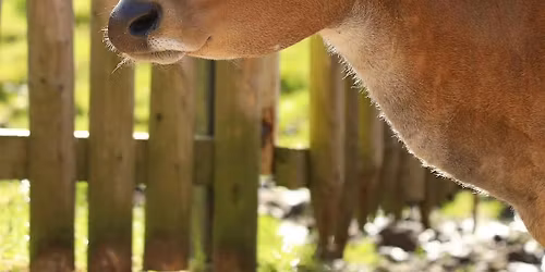 Tea and Talks: Moo at the zoo