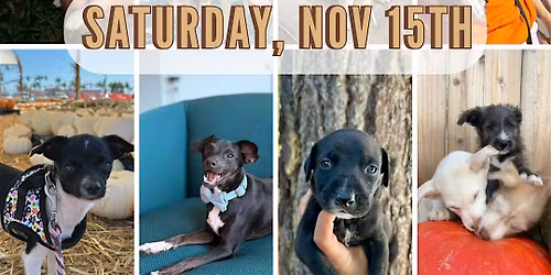 Puppy Yoga with Amazing Strays Rescue