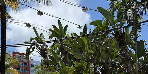 Roots & Radiance Market -  at Flora Plant Kitchen!