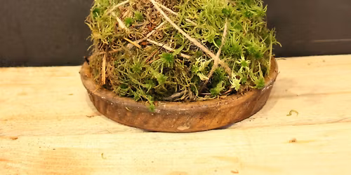 Kokedama workshop - the art of mossballs