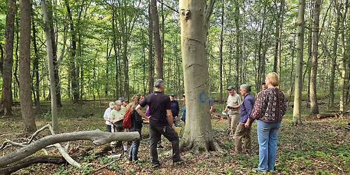 Beech Leaf Disease Walking Tour