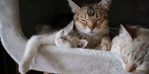 Cuddle Collective: A Consent-Based Cuddle Workshop