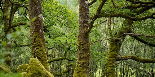Forest Bathing at RSPB Loch Lomond 