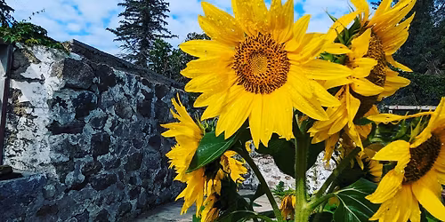 Detox & Renewal: Releasing, Cleansing & Reclaiming Energy: Workshop