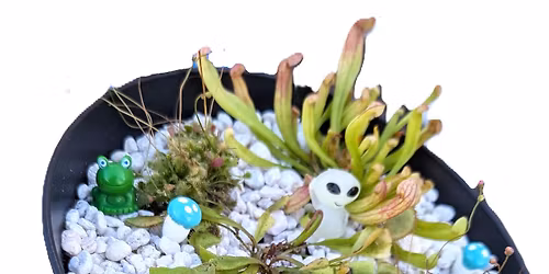 Carnivorous Creations at Corry Hi Ed