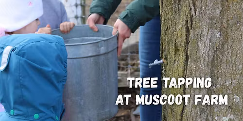 Tree Tapping at Muscoot Farm