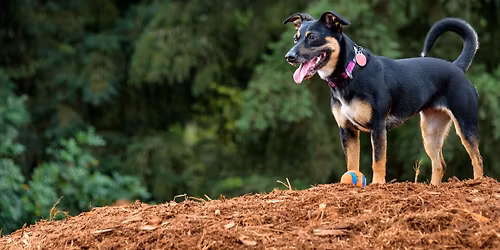 Rainier Trail Dog Park: Ribbon Cutting and "First Fetch"