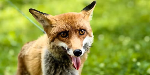 Li\u0161ka CoCo se vrac\u00ed do Faunaparku