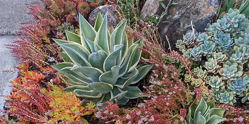 Succulent Sale