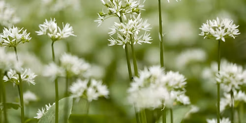 Urban Nature Club at Sydenham Hill Wood: Spring Plants