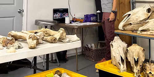 Equine Skeletal Anatomy and Physiology Class