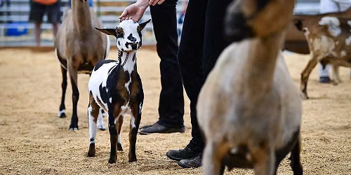 Goat Showmanship Clinic