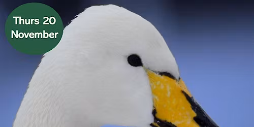 Winter Bird Walk: Search for the Whooper Swan