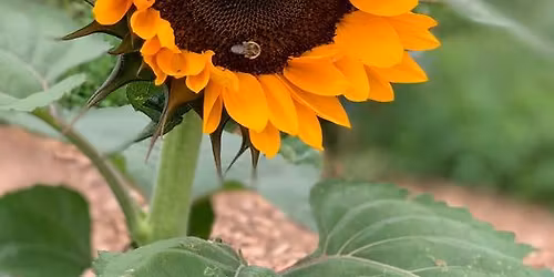 6th Annual Summer Farm Festival