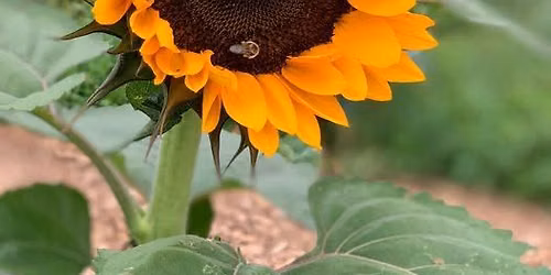 6th Annual Summer Farm Festival