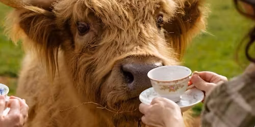 Historic House Tour and Holiday Tea with Highland Cows