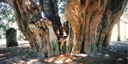 Ancient and Veteran Trees