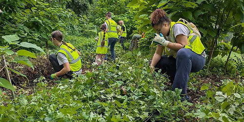 Community Conservation: Invasive Removal at Langdon Park