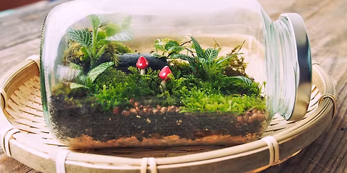Mason Jar Terrariums