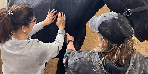 Bowen Therapy for Horses Level One