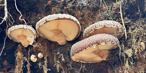 November Pop-Up Market at Tricketts Hardware 