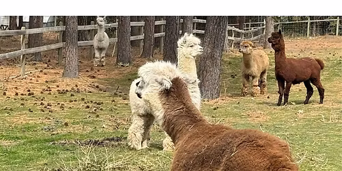 Alpacas & Asanas: Outdoor Yoga, Meditation, Alpaca Connection & Local Cider