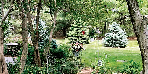 Bird Talk: How to Make Your Yard a Certified Wildlife Habitat