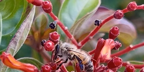 Bee Anatomy